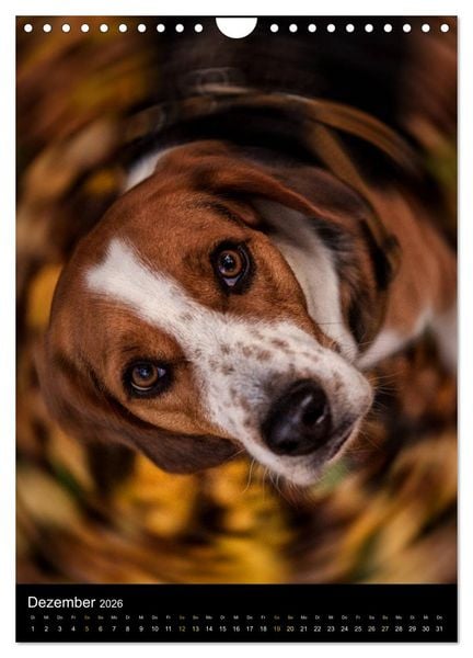 Produktbild: Beagle Action - Wilde Kuscheltiere (Wandkalender 2026 DIN A4 hoch), CALVENDO Monatskalender
