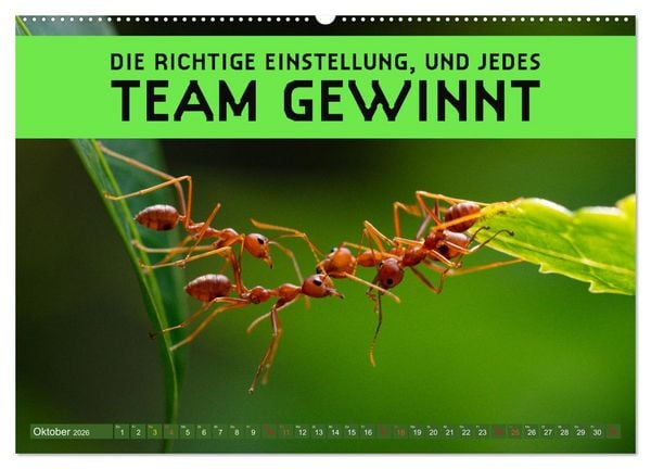 Produktbild: Gemeinsam sind wir stark - motivierende Spr&uuml;che &uuml;ber Teams (Wandkalender 2026 DIN A2 quer), CALVENDO Monatskalender