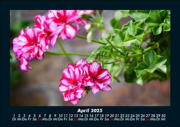 Produktbild: Blumentr&auml;ume 2025 Fotokalender DIN A5