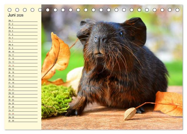 Produktbild: Meerschweinchen. Geliebte Nager (Tischkalender 2026 DIN A5 quer), CALVENDO Monatskalender