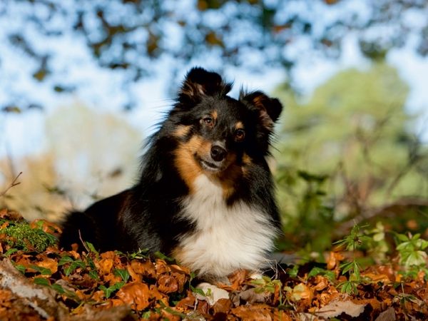 Produktbild: Herbstfarben (Puzzle)