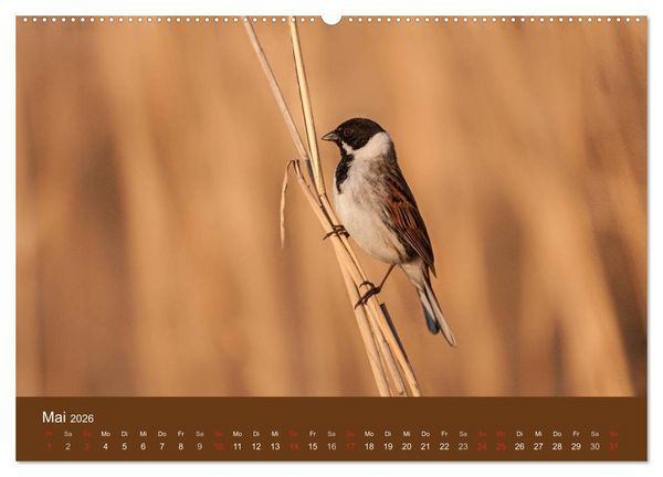 Produktbild: Der Federsee - Vogelparadies in Oberschwaben (hochwertiger Premium Wandkalender 2026 DIN A2 quer), Kunstdruck in Hochglanz