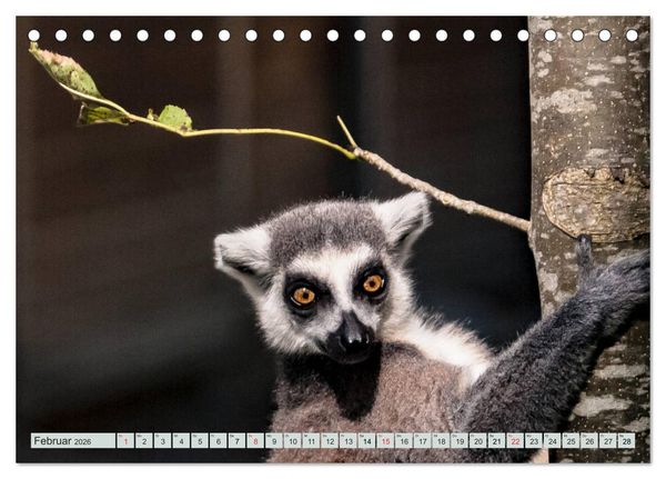 Produktbild: Makis ganz s&uuml;ss (Tischkalender 2026 DIN A5 quer), CALVENDO Monatskalender