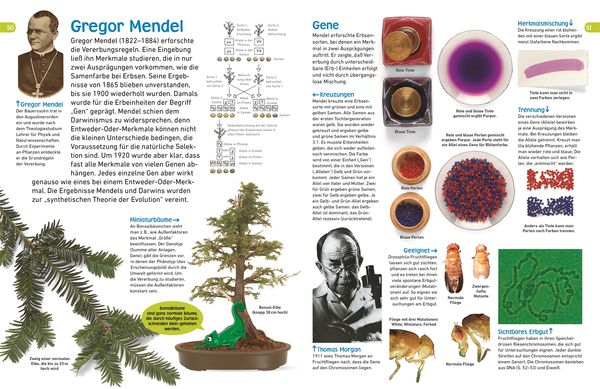 Produktbild: Memo Wissen entdecken. Evolution