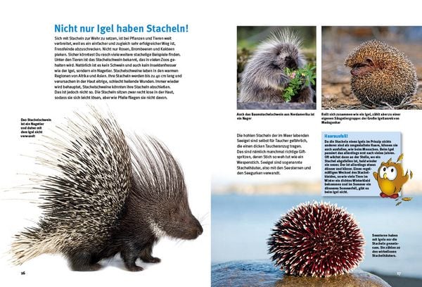 Produktbild: Entdecke die Igel