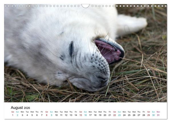 Produktbild: Grey Seal Pups of Donna Nook (Wall Calendar 2026 DIN A3 landscape), CALVENDO 12 Month Wall Calendar