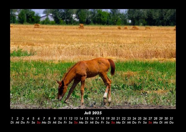 Produktbild: Pferdegefl&uuml;ster 2025 Fotokalender DIN A3