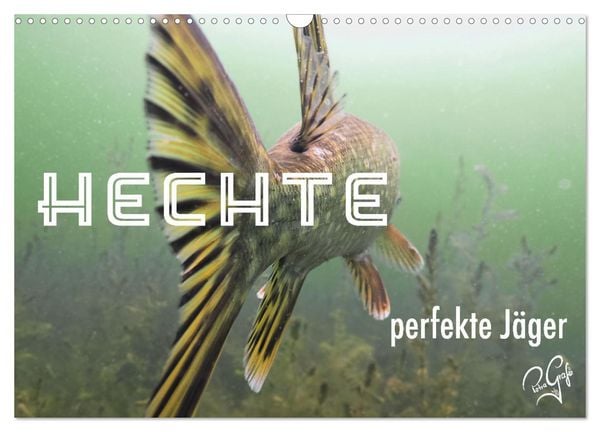 Hechte - perfekte Jäger (Wandkalender 2026 DIN A3 quer), CALVENDO Monatskalender