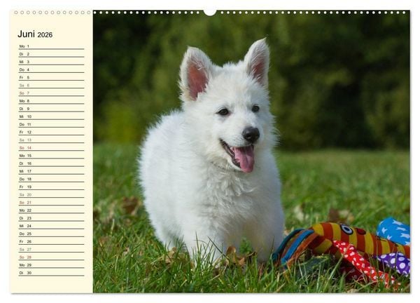 Produktbild: Wei&szlig;er Schweizer Sch&auml;ferhund - Ein Tag im Leben einer Hundefamilie (hochwertiger Premium Wandkalender 2026 DIN A2 quer), Kunstdruck in Hochglanz