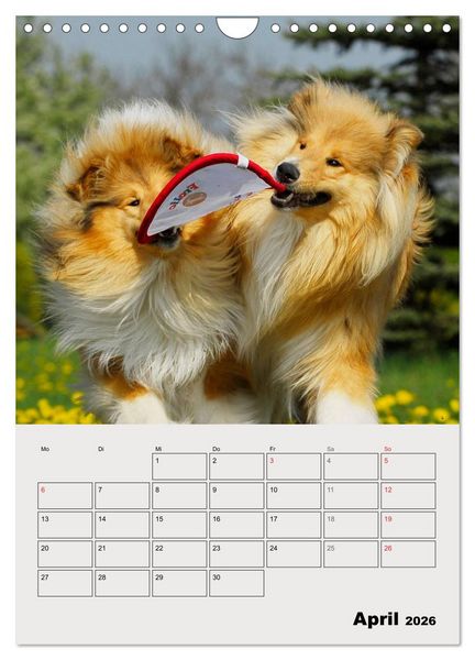 Produktbild: Collies - Freunde f&uuml;r&acute;s Leben (Wandkalender 2026 DIN A4 hoch), CALVENDO Monatskalender