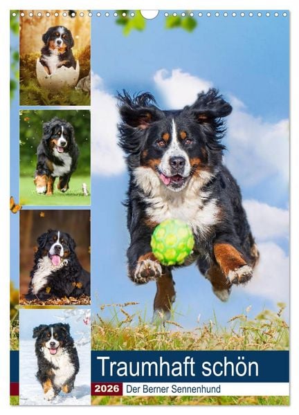 Traumhaft schön - Der Berner Sennenhund (Wandkalender 2026 DIN A3 hoch), CALVENDO Monatskalender