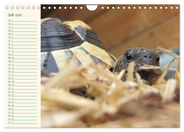 Produktbild: Meine Schildkr&ouml;ten - Geburtstagskalender (Wandkalender 2026 DIN A4 quer), CALVENDO Monatskalender