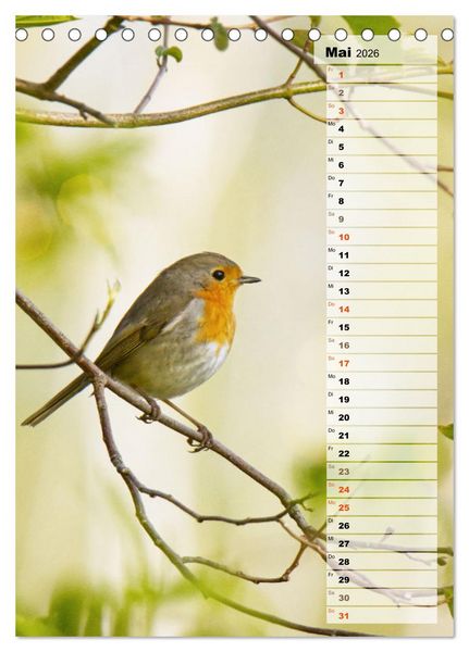 Produktbild: Niedliche Rotkehlchen (Tischkalender 2026 DIN A5 hoch), CALVENDO Monatskalender