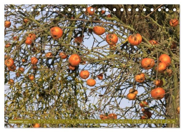 Produktbild: Apfelbaum und Streuobstwiesen (Tischkalender 2027 DIN A5 quer), CALVENDO Monatskalender