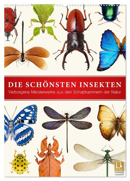 Produktbild: Die sch&ouml;nsten Insekten (Wandkalender 2026 DIN A2 hoch), CALVENDO Monatskalender