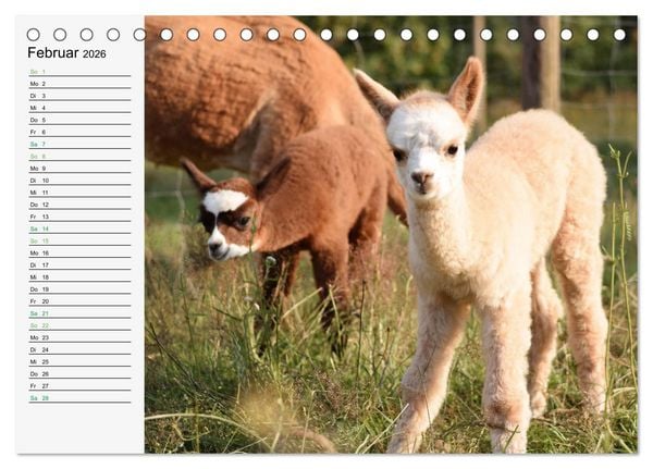 Produktbild: Alpakababys zum Verlieben (Tischkalender 2026 DIN A5 quer), CALVENDO Monatskalender