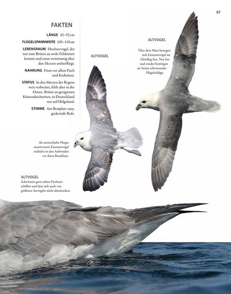 Produktbild: V&ouml;gel lebensgro&szlig;