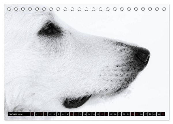Produktbild: Wei&szlig;e Sch&auml;ferhunde in sch&ouml;nen Landschaften (Tischkalender 2026 DIN A5 quer), CALVENDO Monatskalender