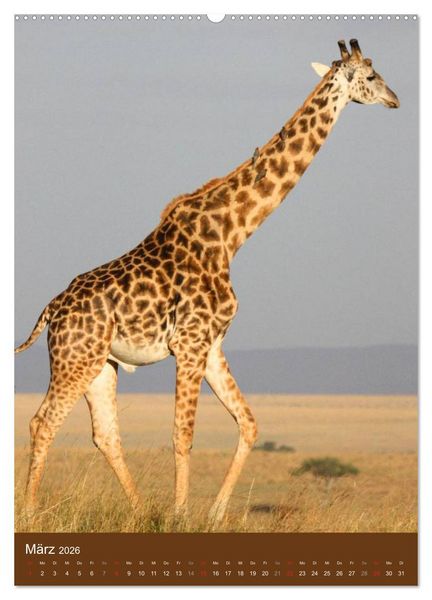 Produktbild: Giraffen (hochwertiger Premium Wandkalender 2026 DIN A2 hoch), Kunstdruck in Hochglanz