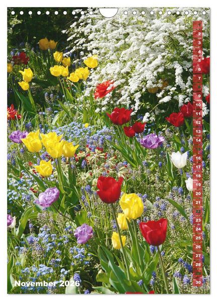 Produktbild: Bunte Tulpenpracht (Wandkalender 2026 DIN A4 hoch), CALVENDO Monatskalender