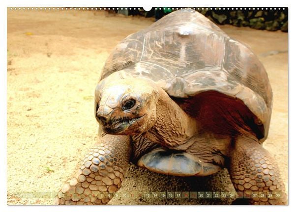 Produktbild: Mauritius - Die Perle im Indischen Ozean (Wandkalender 2026 DIN A2 quer), CALVENDO Monatskalender