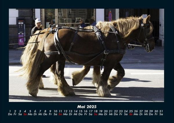 Produktbild: Pferdetraum 2025 Fotokalender DIN A4