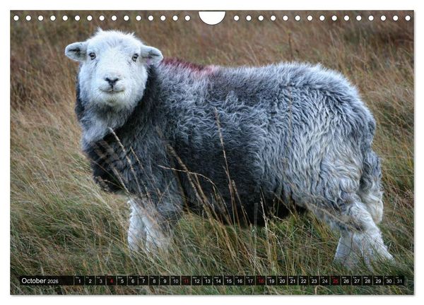 Produktbild: Sheep Portraits (Wall Calendar 2026 DIN A4 landscape), CALVENDO 12 Month Wall Calendar