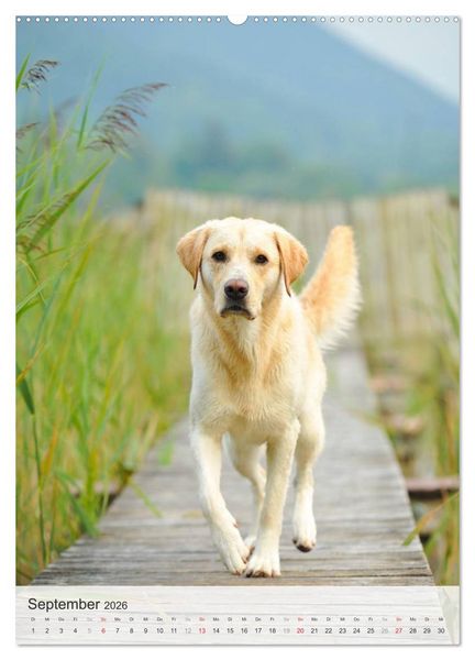 Produktbild: Hundepers&ouml;nlichkeiten (Wandkalender 2026 DIN A2 hoch), CALVENDO Monatskalender