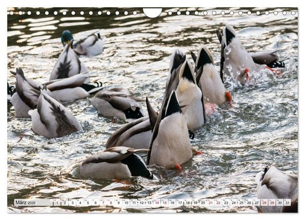 Produktbild: Popo-Kalender (Wandkalender 2026 DIN A4 quer), CALVENDO Monatskalender