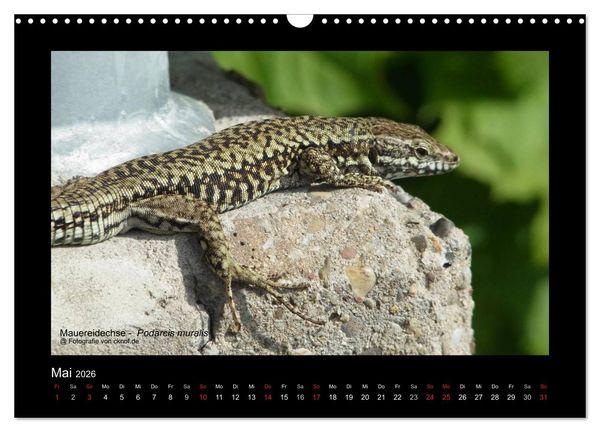 Produktbild: Wildtiere (Wandkalender 2026 DIN A3 quer), CALVENDO Monatskalender