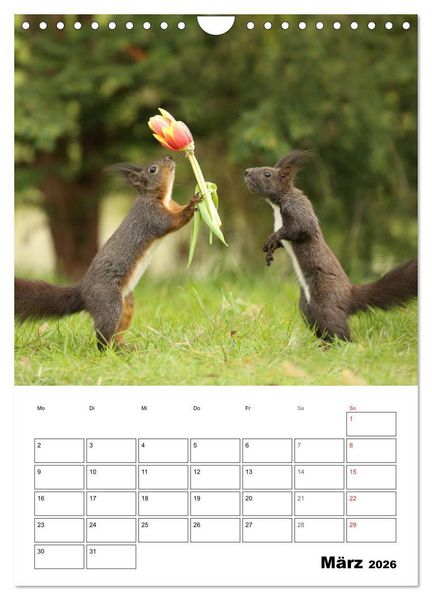 Produktbild: Die kleine Welt der Eichh&ouml;rnchen in Regensburg (Wandkalender 2026 DIN A4 hoch), CALVENDO Monatskalender