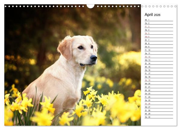 Produktbild: Goldig durch das Jahr! (Wandkalender 2026 DIN A3 quer), CALVENDO Monatskalender