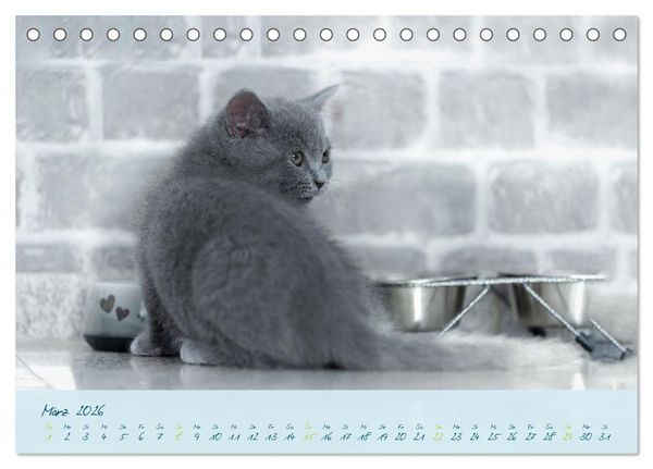 Produktbild: Ein kleiner Kater entdeckt die Welt! (Tischkalender 2026 DIN A5 quer), CALVENDO Monatskalender