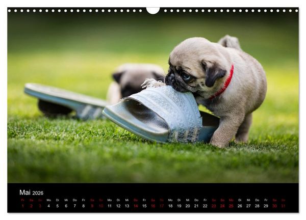 Produktbild: Mopswelpen (Wandkalender 2026 DIN A3 quer), CALVENDO Monatskalender