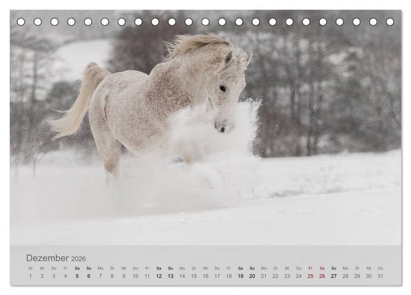 Produktbild: Pferde - Anmut und St&auml;rke gepaart mit Magie (Tischkalender 2026 DIN A5 quer), CALVENDO Monatskalender