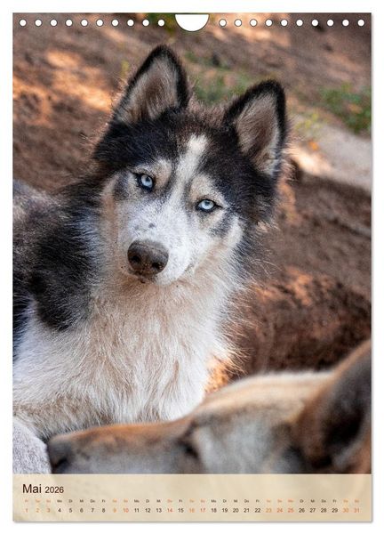 Produktbild: Im Husky-Rudel (Wandkalender 2026 DIN A4 hoch), CALVENDO Monatskalender