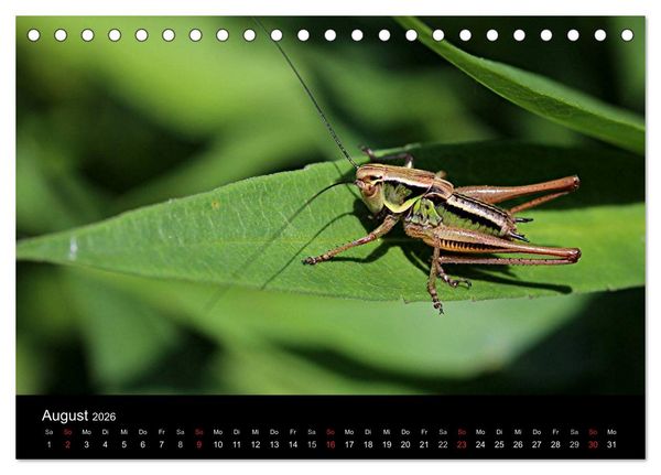 Produktbild: Makro-Kalender 2026 (Tischkalender 2026 DIN A5 quer), CALVENDO Monatskalender