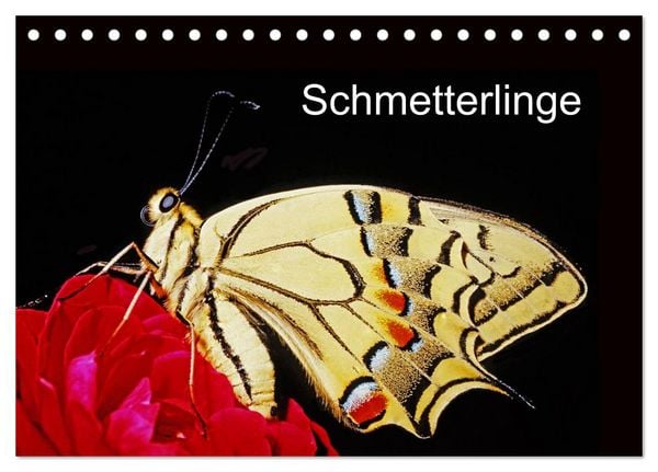 Produktbild: Schmetterlinge (Tischkalender 2026 DIN A5 quer), CALVENDO Monatskalender