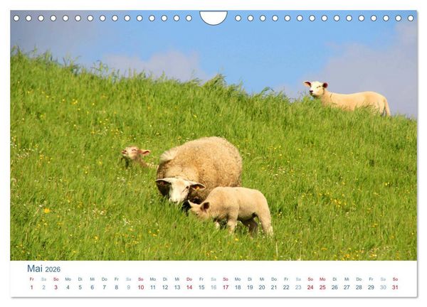 Produktbild: Schafe am Deich 2026. Tierische Impressionen von der Nordseek&uuml;ste (Wandkalender 2026 DIN A4 quer), CALVENDO Monatskalender