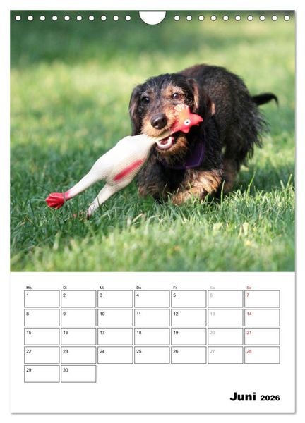 Produktbild: Geliebte Rabauken - Rauhaardackel (Wandkalender 2026 DIN A4 hoch), CALVENDO Monatskalender