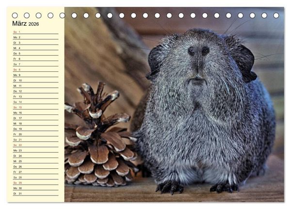 Produktbild: Meerschweinchen. Geliebte Nager (Tischkalender 2026 DIN A5 quer), CALVENDO Monatskalender