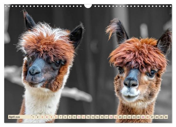 Produktbild: Alpaka Gesichter (Wandkalender 2026 DIN A3 quer), CALVENDO Monatskalender