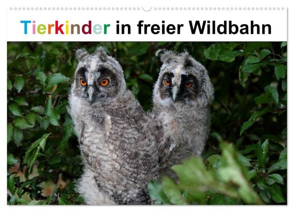 Produktbild: Tierkinder in freier Wildbahn (Wandkalender 2026 DIN A2 quer), CALVENDO Monatskalender