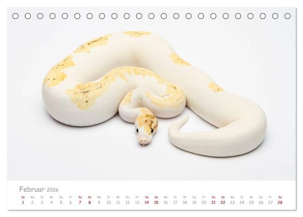 Produktbild: K&ouml;nigspythons - bunte Schlangen (Tischkalender 2026 DIN A5 quer), CALVENDO Monatskalender