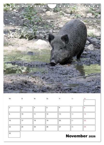 Produktbild: Der wildschweinische Terminplaner (Wandkalender 2026 DIN A4 hoch), CALVENDO Monatskalender