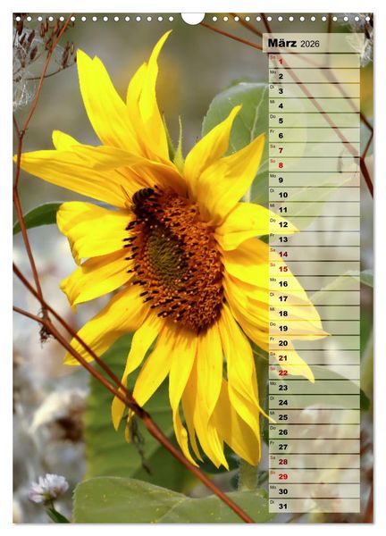 Produktbild: Leuchtende Sonnenblumen, sonnige Aussichten das ganze Jahr (Wandkalender 2026 DIN A3 hoch), CALVENDO Monatskalender