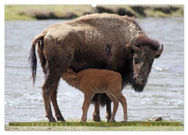Produktbild: Wildtiere Nordamerikas (hochwertiger Premium Wandkalender 2026 DIN A2 quer), Kunstdruck in Hochglanz