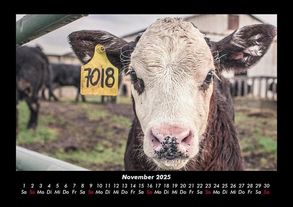 Produktbild: Kuhkalender 2025 Fotokalender DIN A3