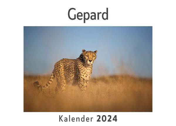 Produktbild: Gepard (Wandkalender 2024, Kalender DIN A4 quer, Monatskalender im Querformat mit Kalendarium, Das perfekte Geschenk)