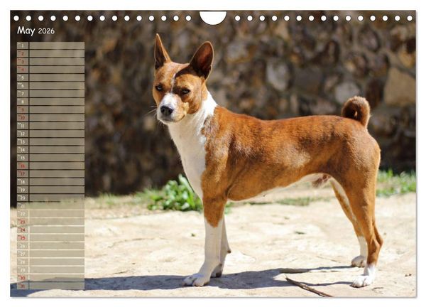Produktbild: Basenji the African Barkless Dog (Wall Calendar 2026 DIN A4 landscape), CALVENDO 12 Month Wall Calendar